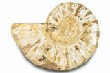 Jurassic Ammonite (Euaspidoceras) Fossil - Madagascar #283381-1